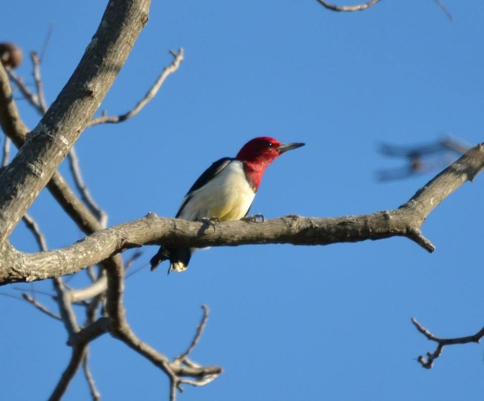 Red-headed Woodpecker - ML33570741