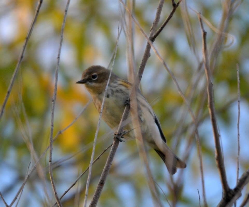 Yellow-rumped Warbler - Marky Mutchler