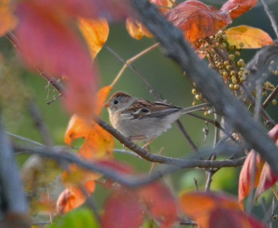 Field Sparrow - Marky Mutchler