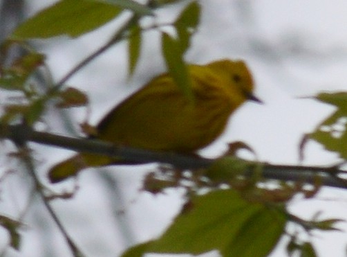 Yellow Warbler - ML335711581