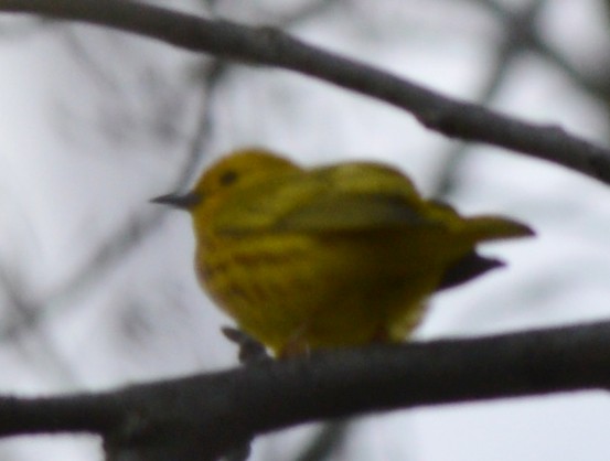 Yellow Warbler - ML335711601
