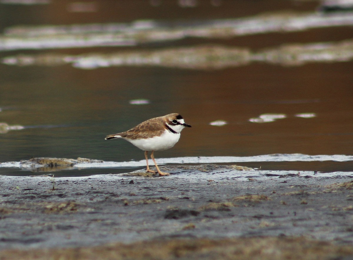 Collared Plover - ML335712101