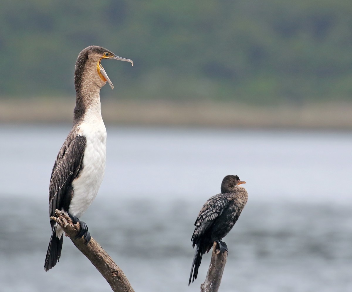 Great Cormorant (White-breasted) - Andrew Spencer