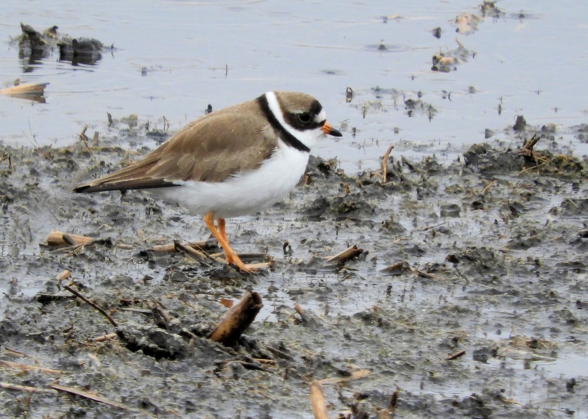 Semipalmated Plover - ML335714151