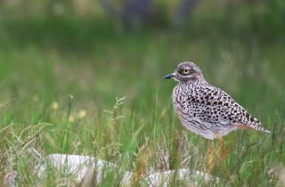  - Spotted Thick-knee