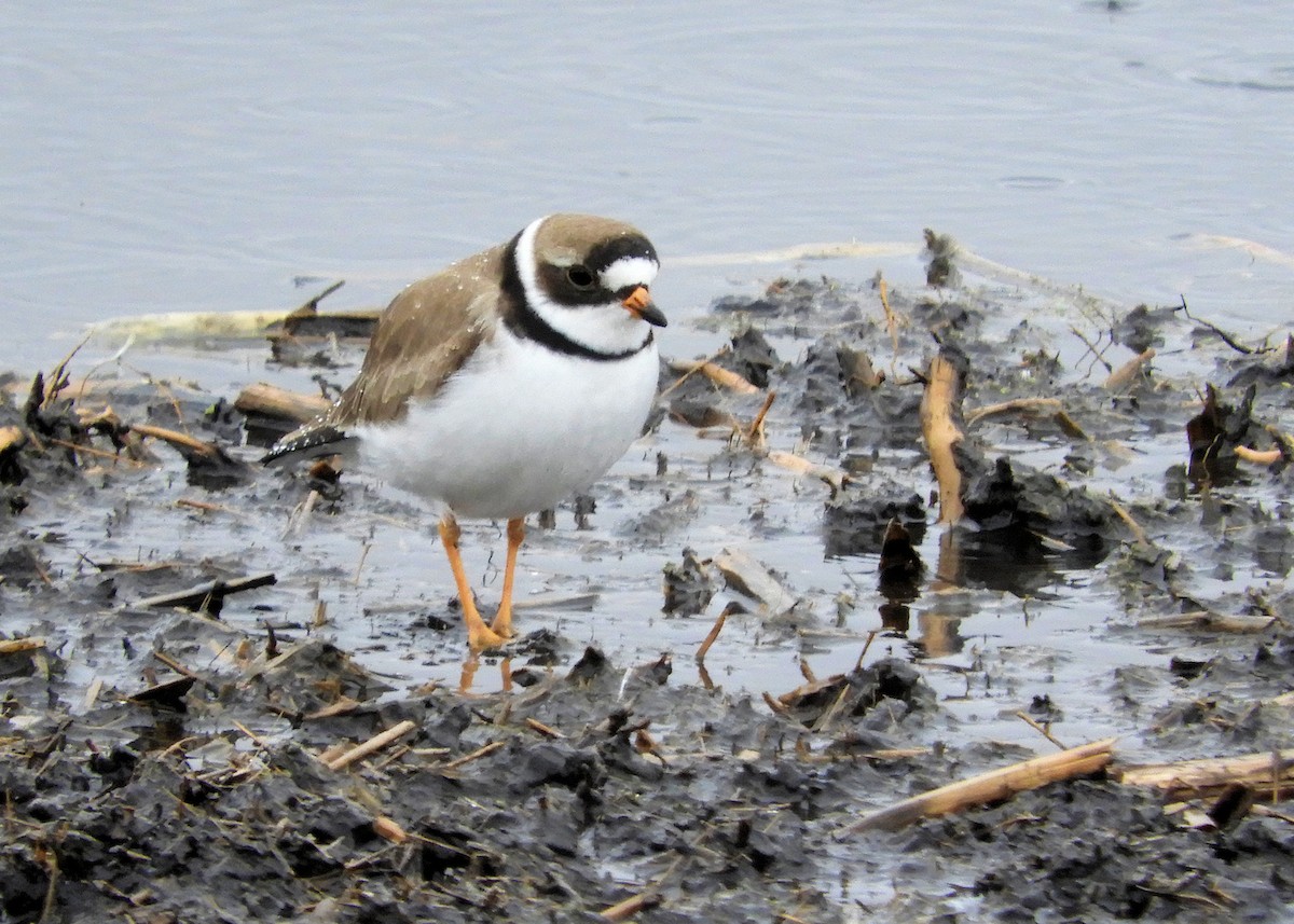 Semipalmated Plover - ML335714321