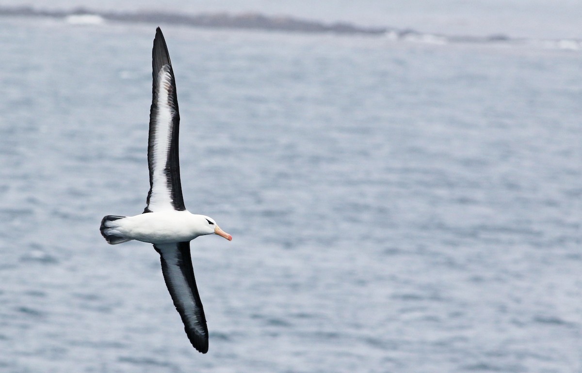 Black-browed Albatross - Andrew Spencer
