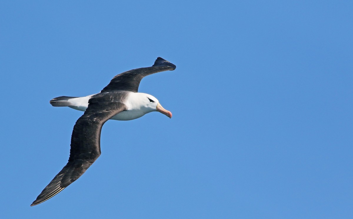 Black-browed Albatross - ML33571551