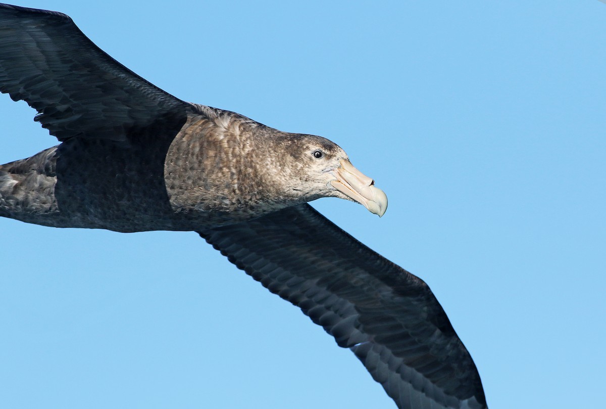 Southern Giant-Petrel - Andrew Spencer