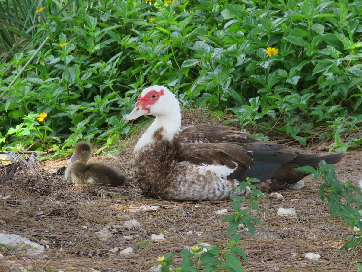 Muscovy Duck (Domestic type) - Jeanne Kaufman