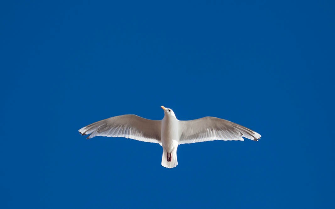 Iceland Gull (Thayer's) - Clare Kines