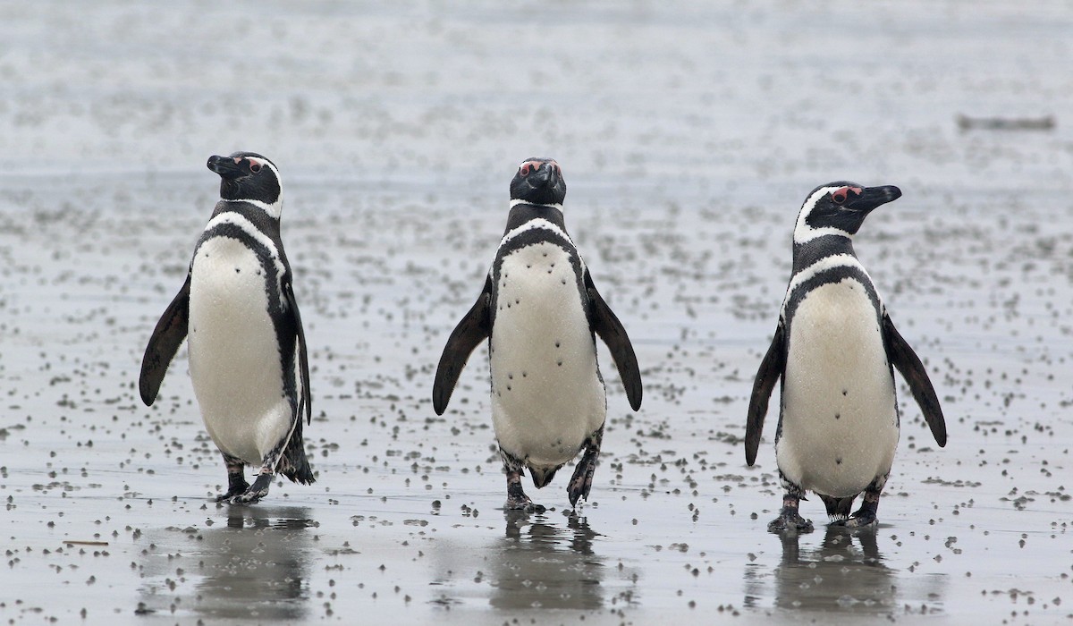 Magellanic Penguin - Andrew Spencer