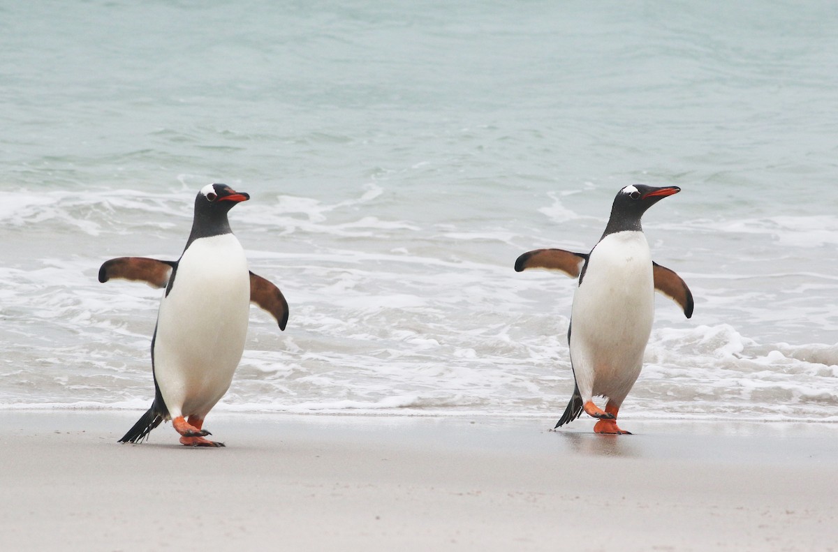 Gentoo Penguin - Andrew Spencer