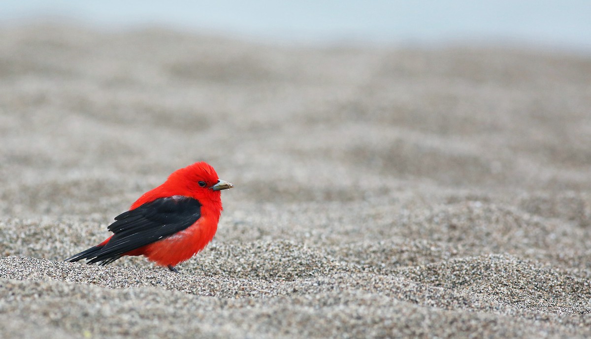 Scarlet Tanager - ML33572291