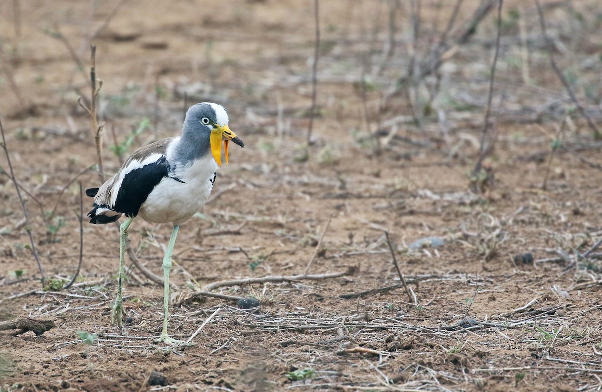 White-crowned Lapwing - Andrew Spencer