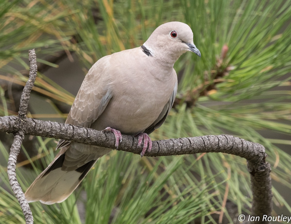 Eurasian Collared-Dove - ML33572621