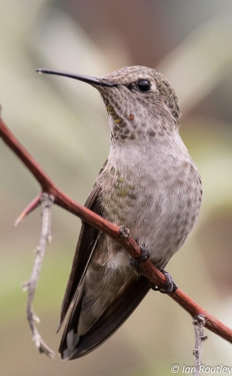 Anna's Hummingbird - ML33572631
