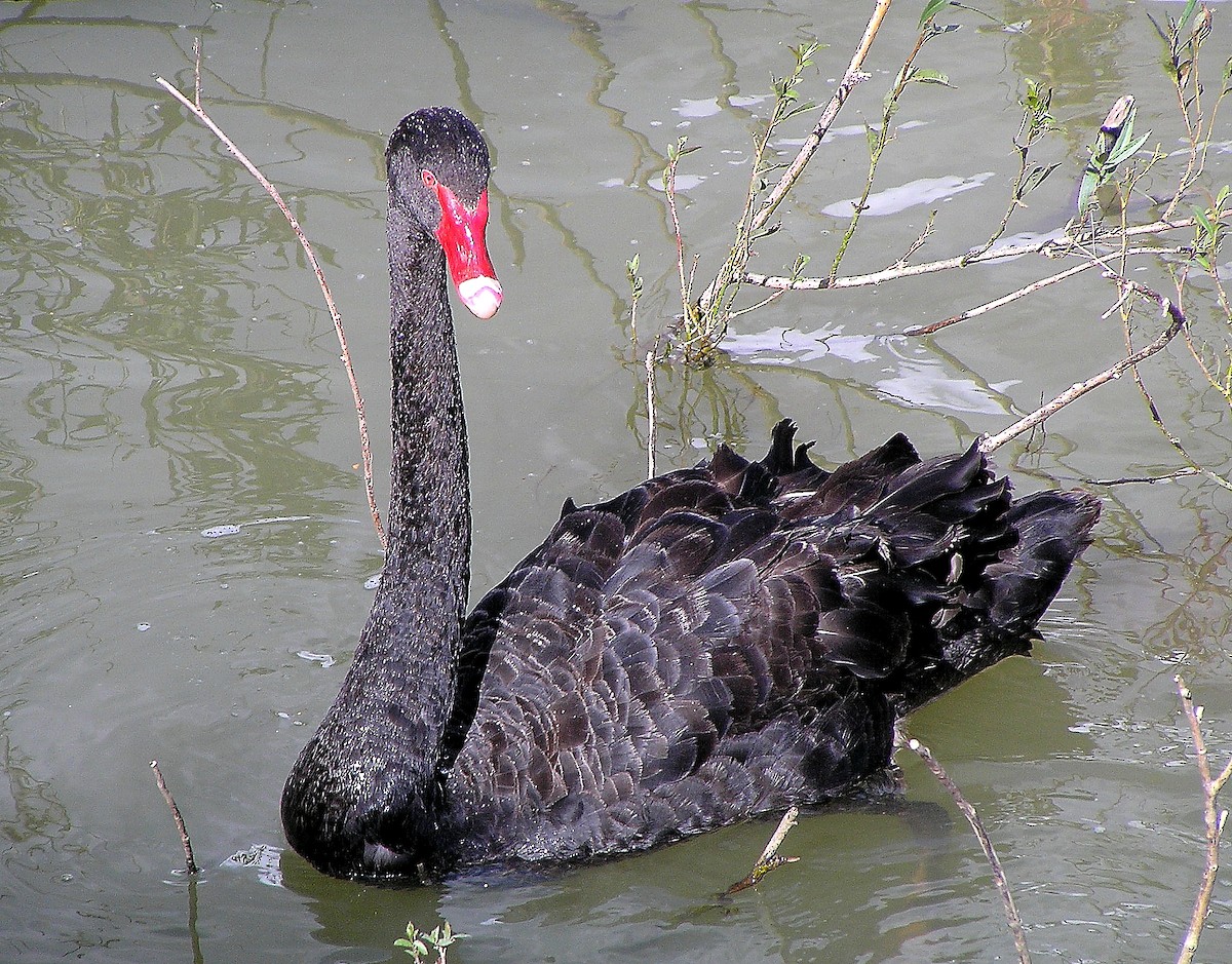 Black Swan - Neill Haggarty