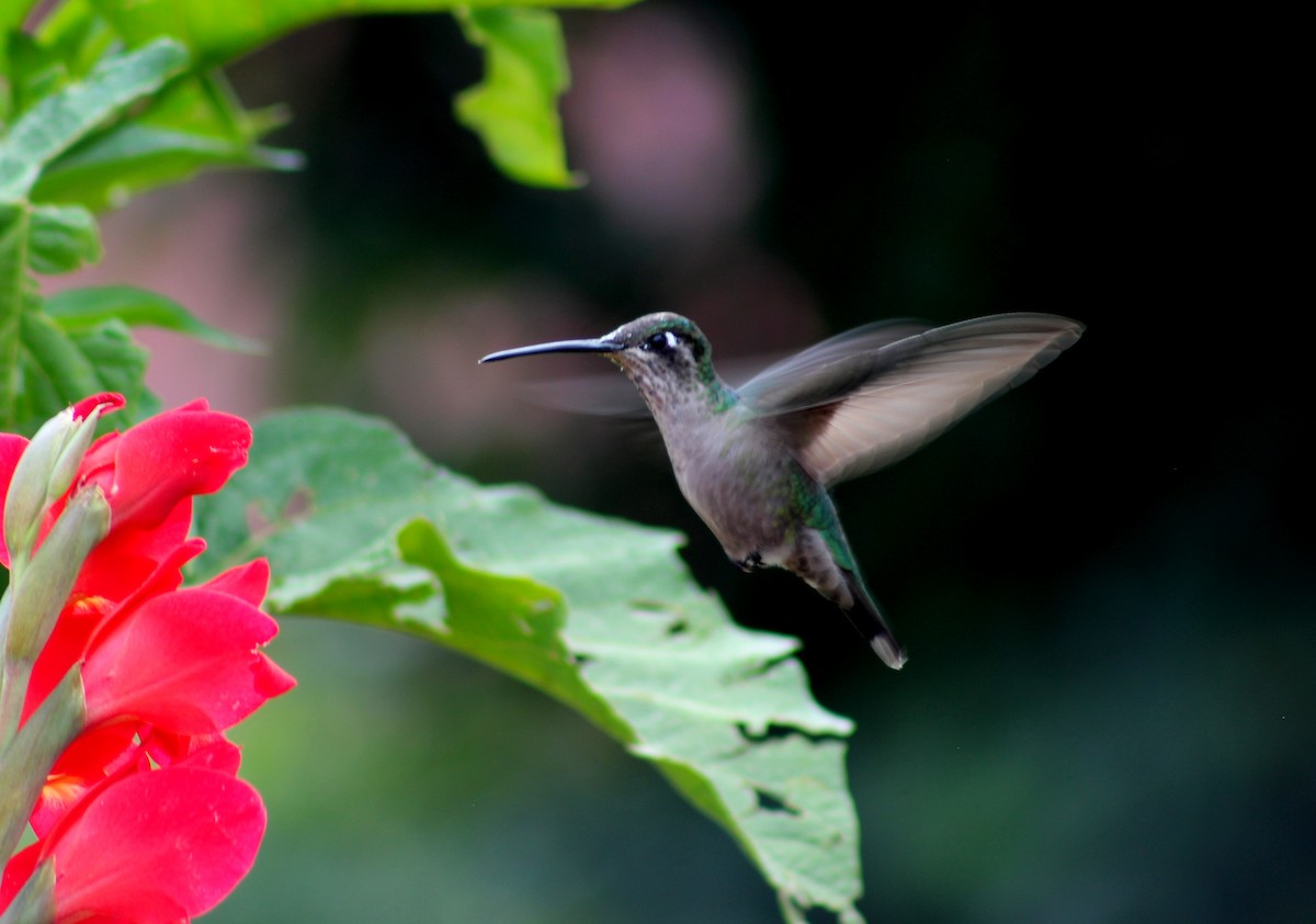 Rivoli's Hummingbird - Lisseth Hernández