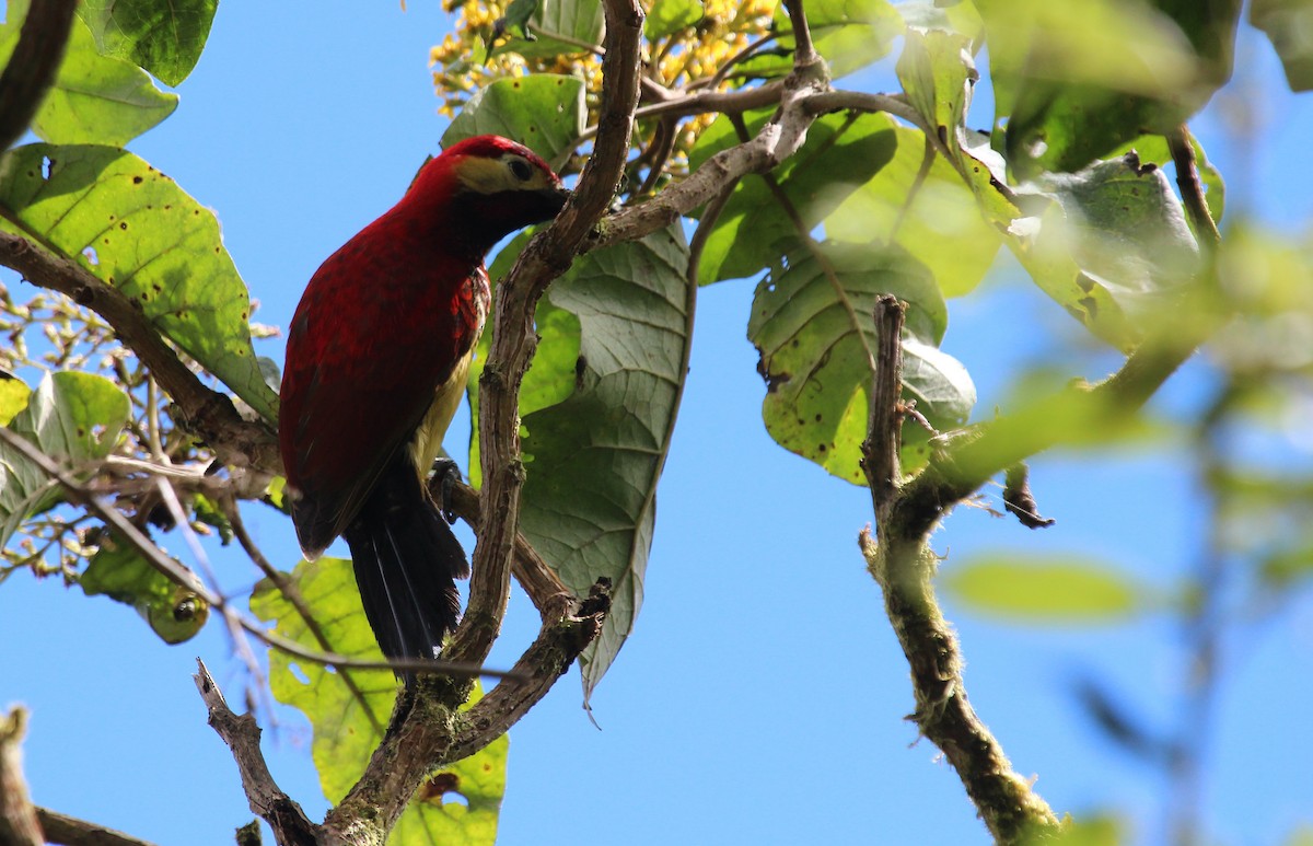 Crimson-mantled Woodpecker - ML33574071