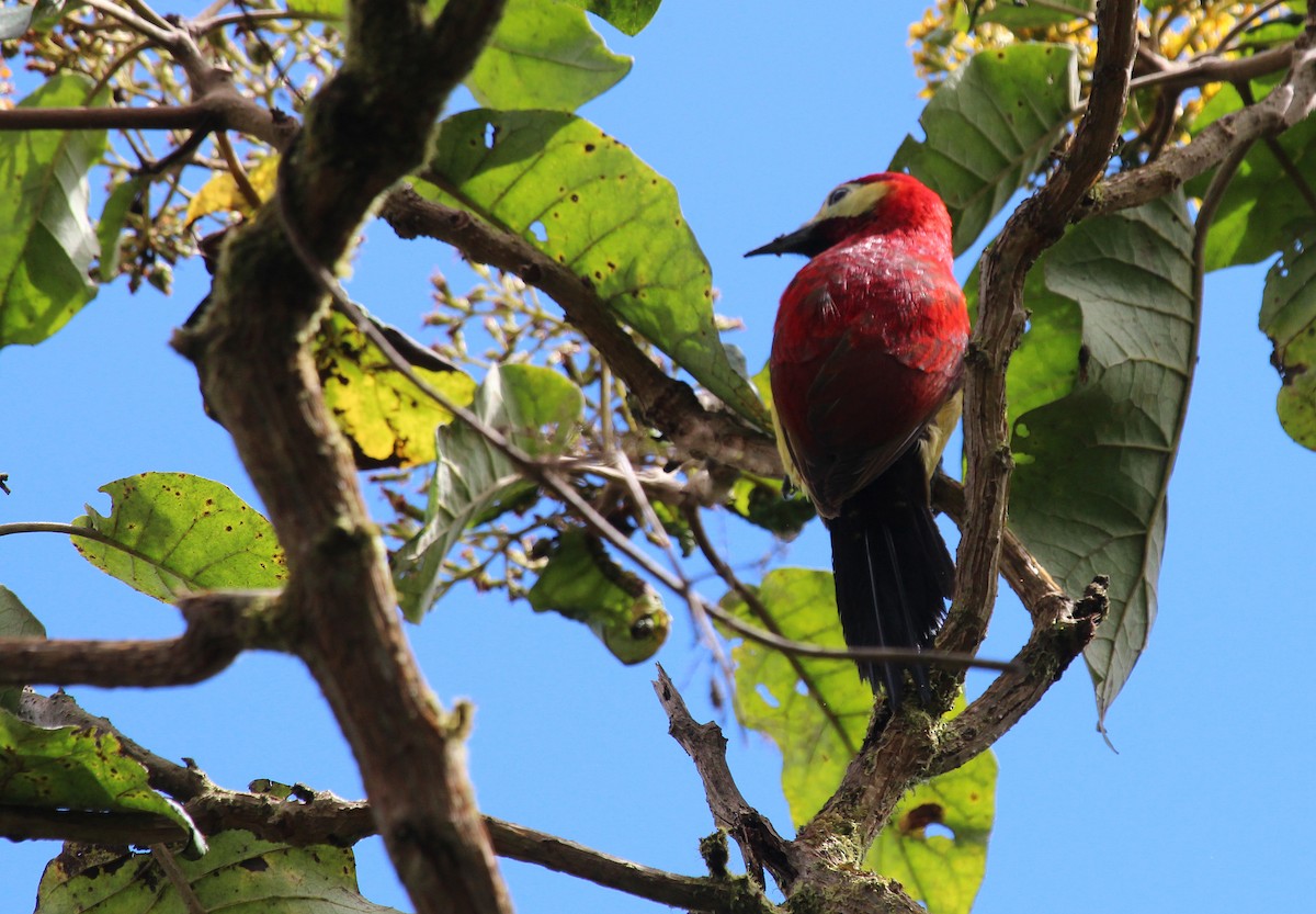 Crimson-mantled Woodpecker - Alexander Lees