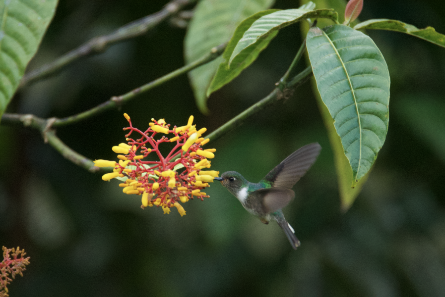 kolibřík ekvádorský - ML33574091