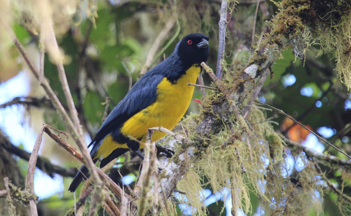 Hooded Mountain Tanager - ML33574431
