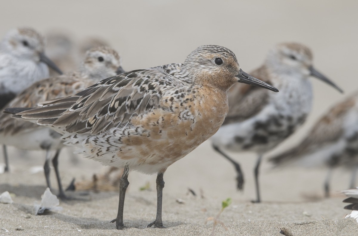 Red Knot - ML335747391