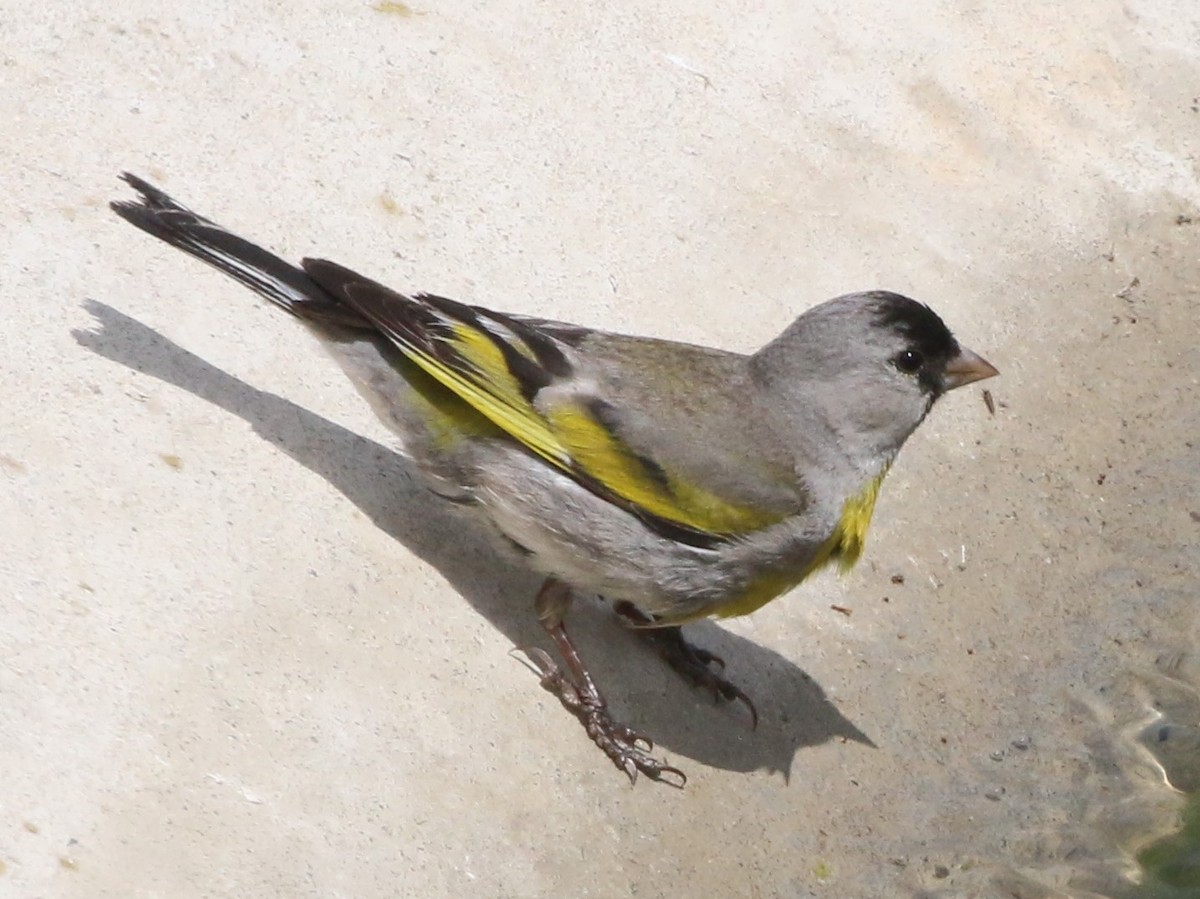 Lawrence's Goldfinch - ML335750461