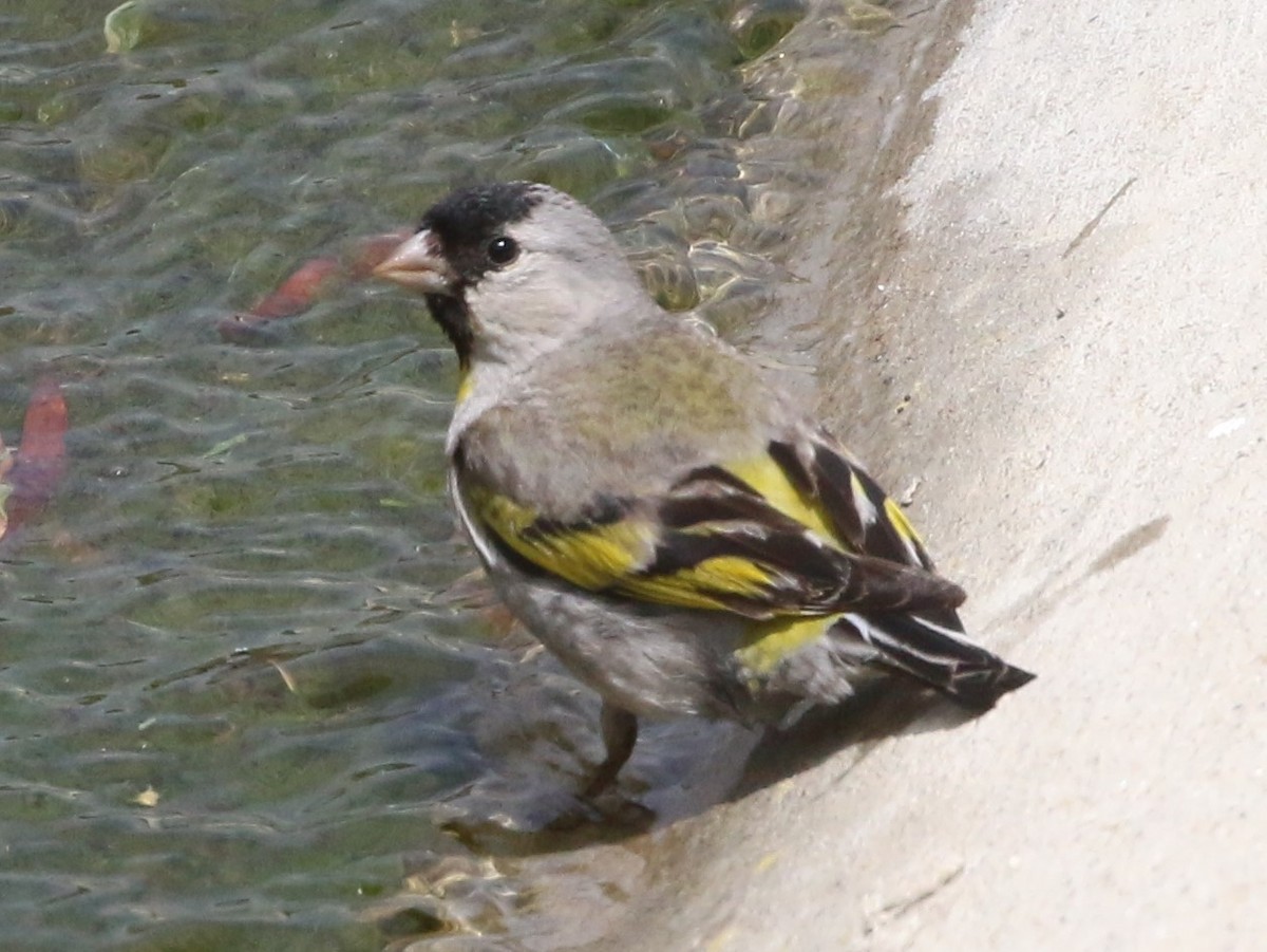 Lawrence's Goldfinch - ML335750821