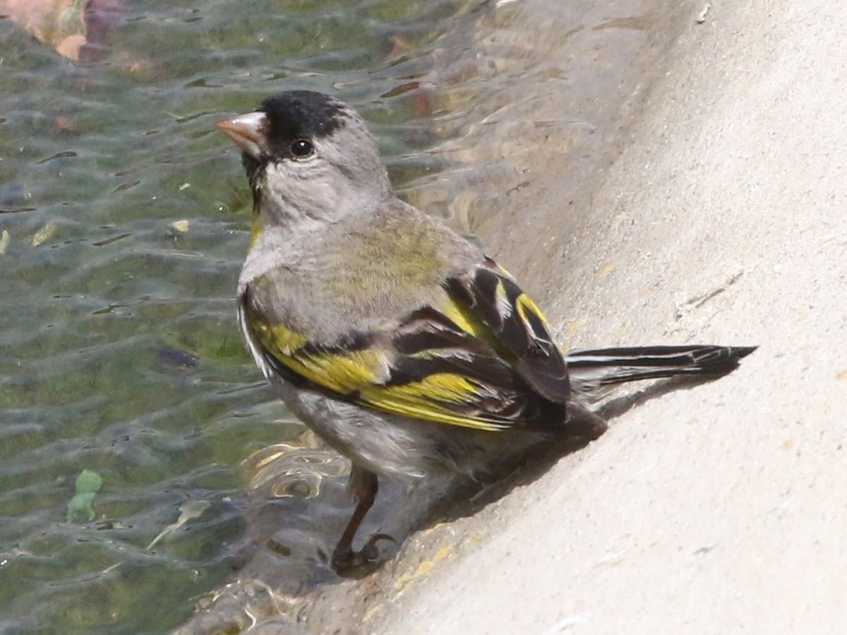 Lawrence's Goldfinch - ML335750831