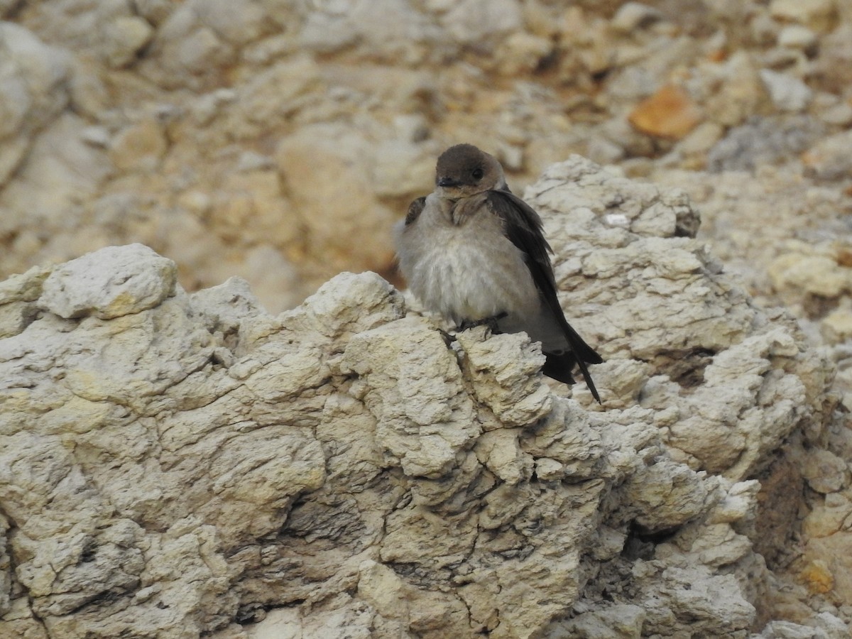 Northern Rough-winged Swallow - ML335752241