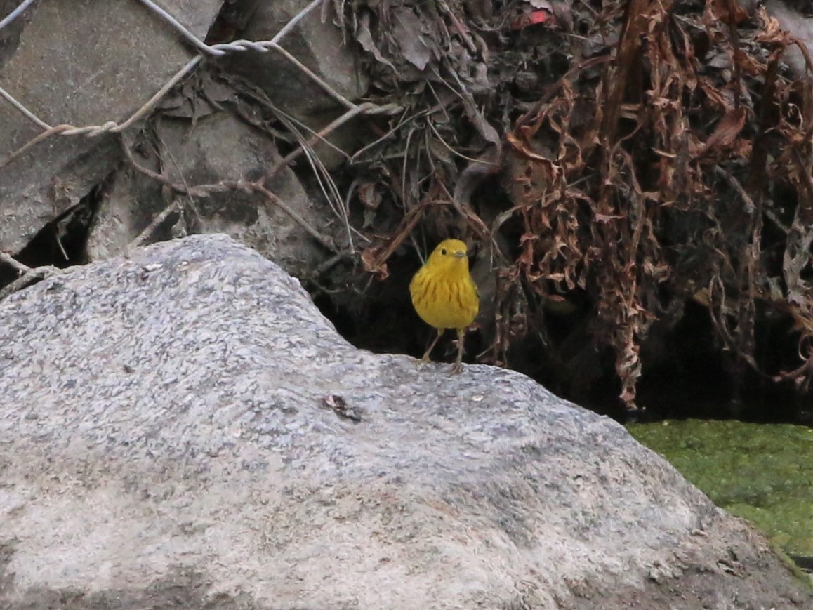 Yellow Warbler - ML335752511