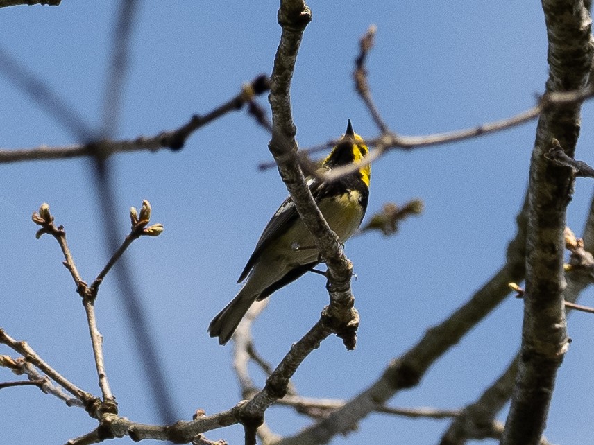 Black-throated Green Warbler - ML335754401