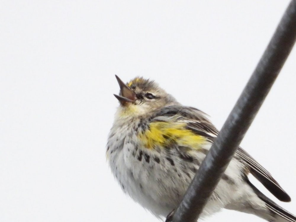 Yellow-rumped Warbler (Myrtle x Audubon's) - Long-eared Owl