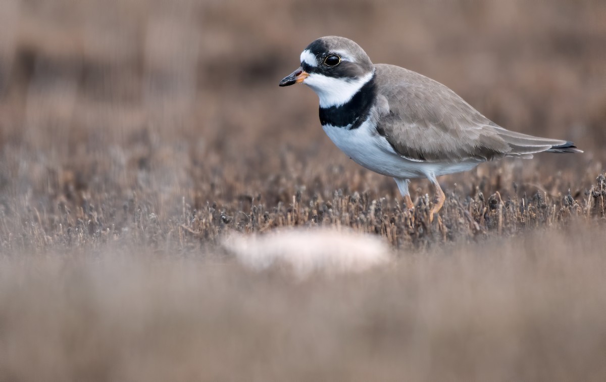 Semipalmated Plover - ML335756591