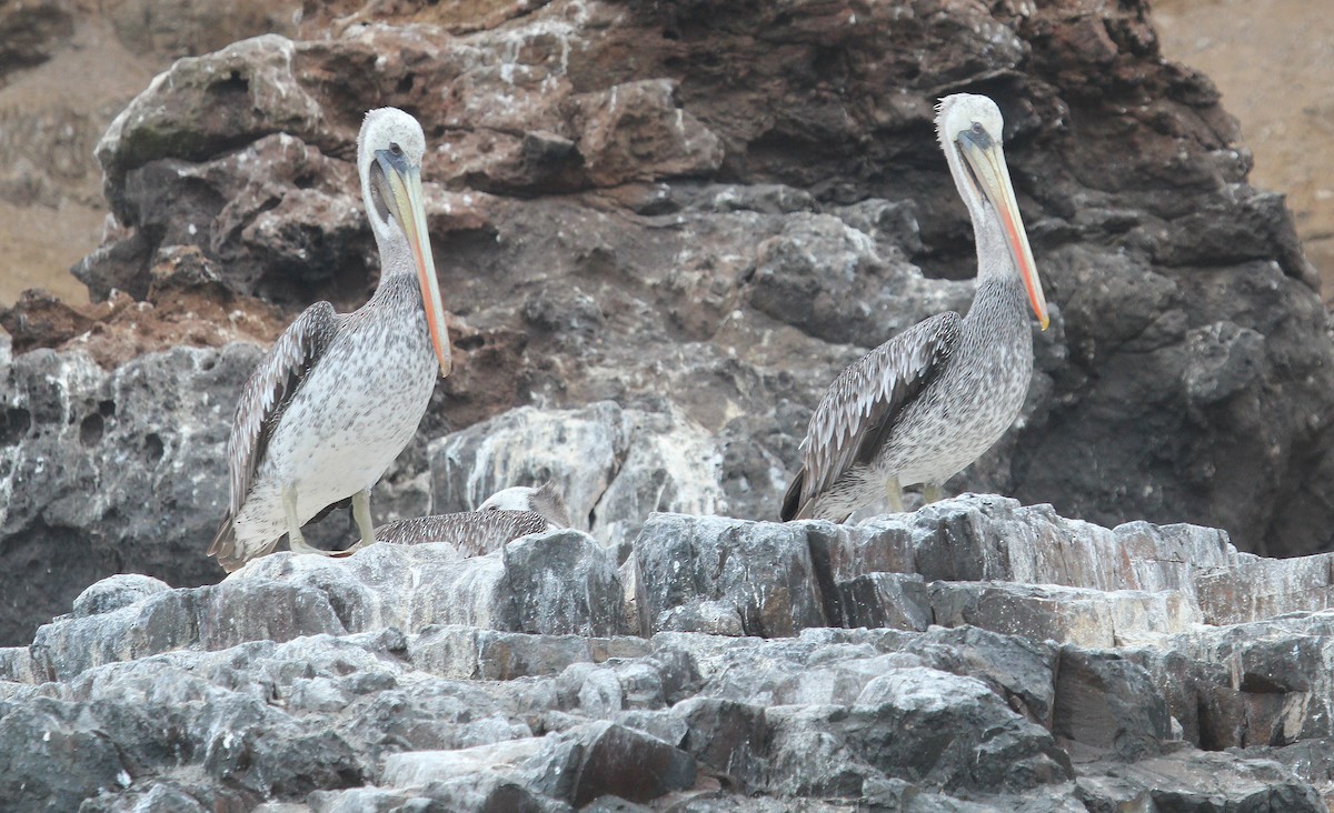 Peruvian Pelican - Alexander Lees