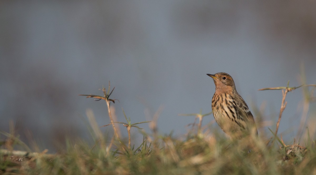 Red-throated Pipit - ML33576401