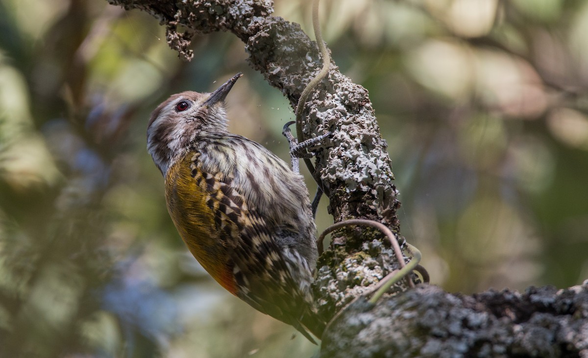 Abyssinian Woodpecker - ML33576581