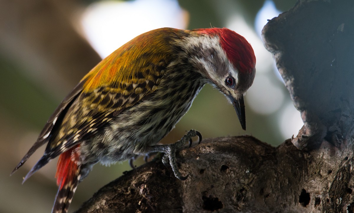 Abyssinian Woodpecker - ML33576611