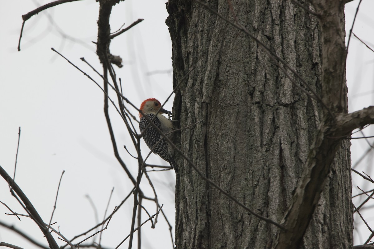 Red-bellied Woodpecker - ML335766181