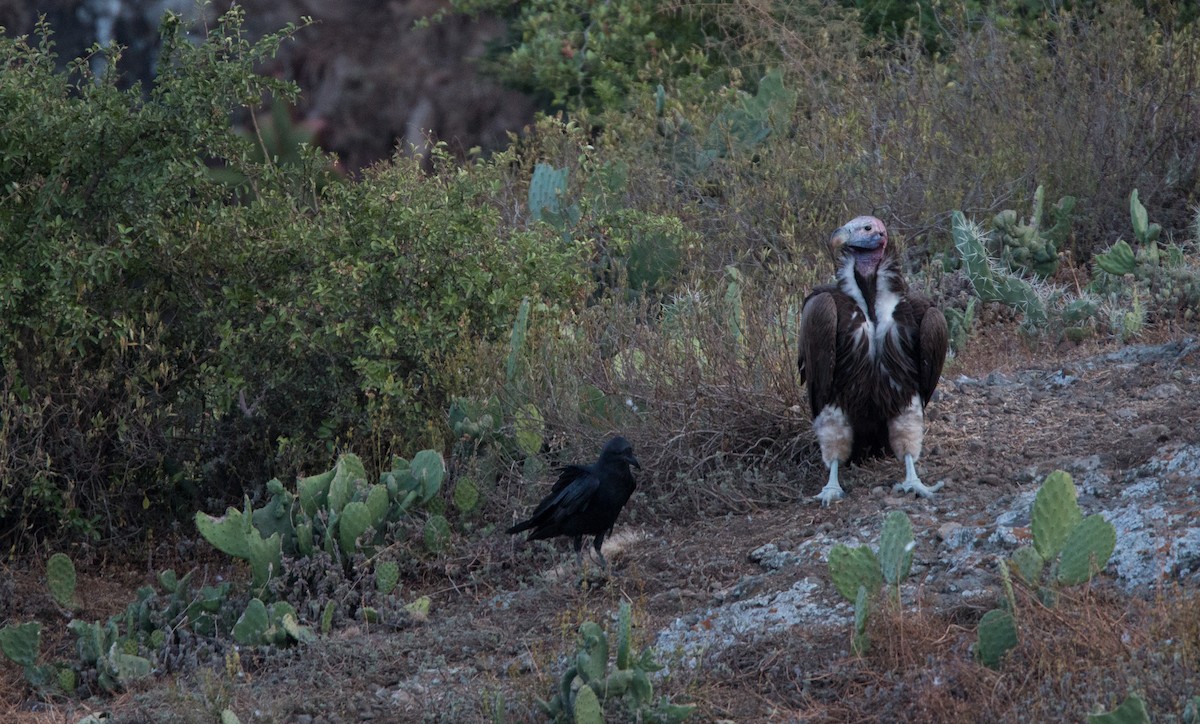 Lappet-faced Vulture - ML33576841