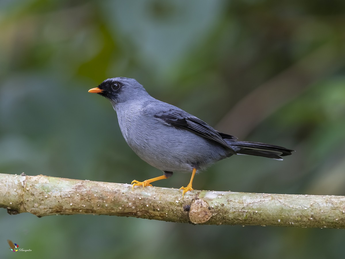 Black-faced Solitaire - ML335775401