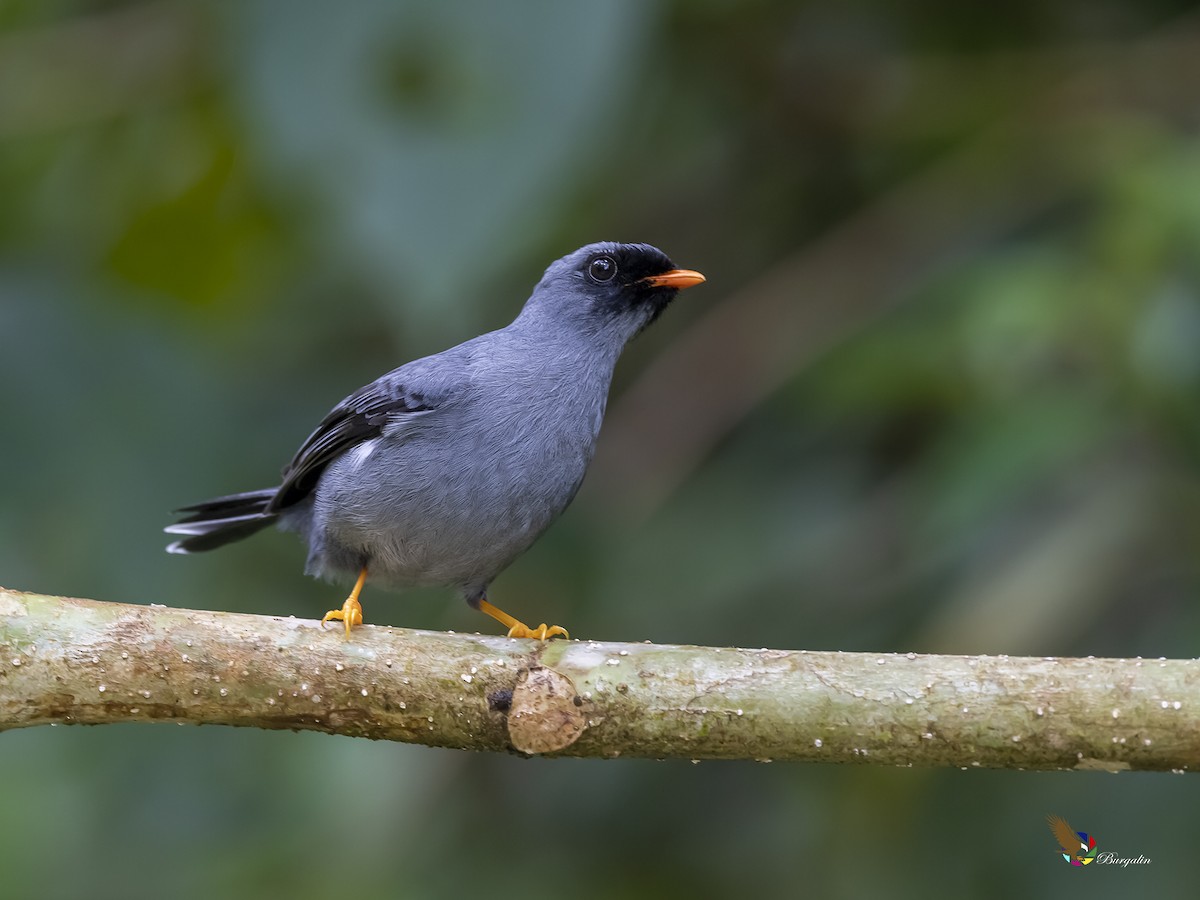 Black-faced Solitaire - ML335775461