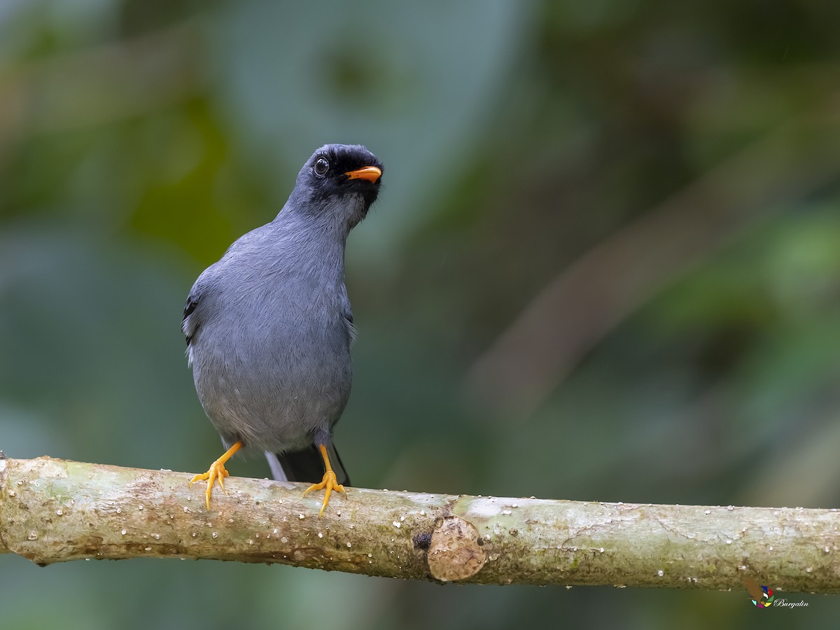 Black-faced Solitaire - ML335775471