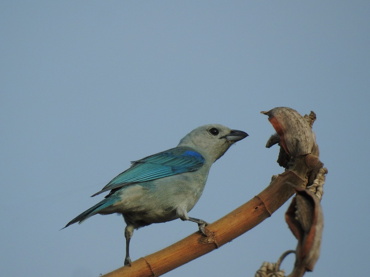 Blue-gray Tanager - ML335775651