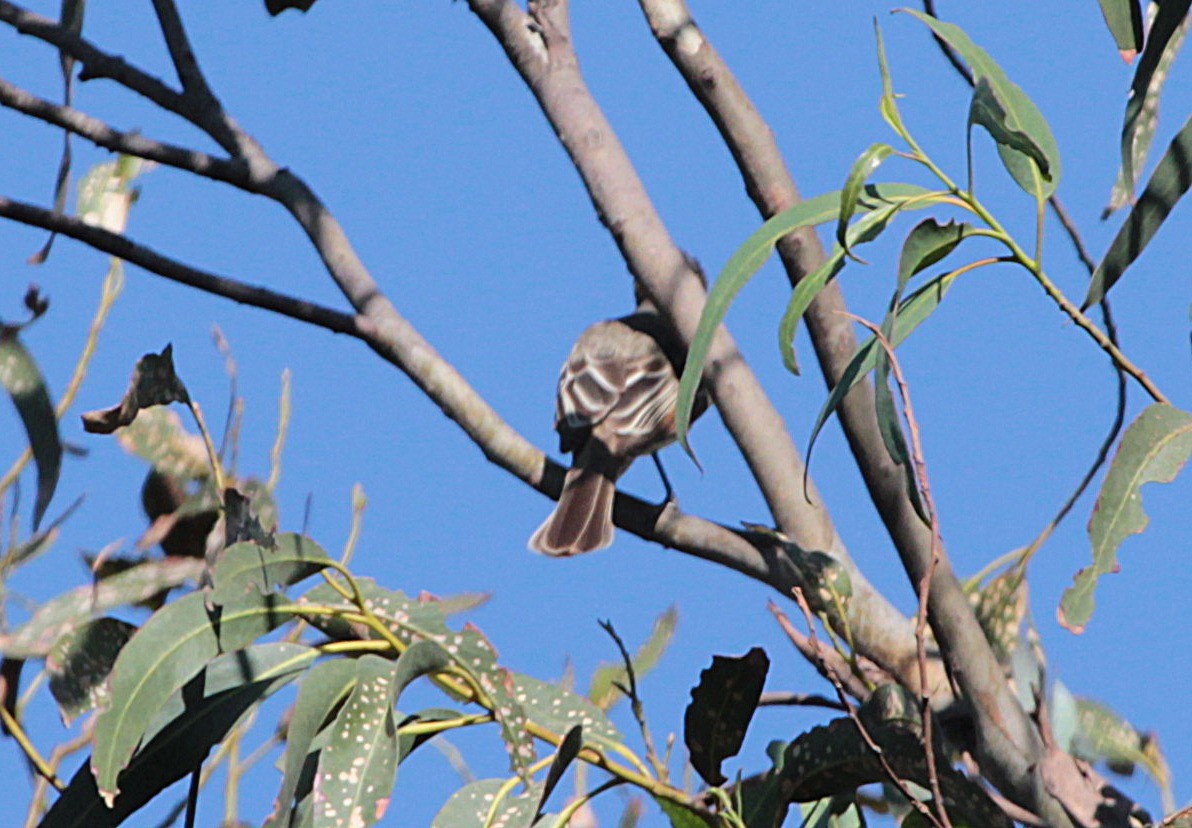 Brown-crested Flycatcher - rocio brito
