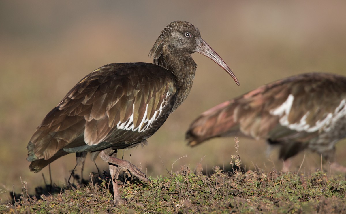 ibis etiopský - ML33578361
