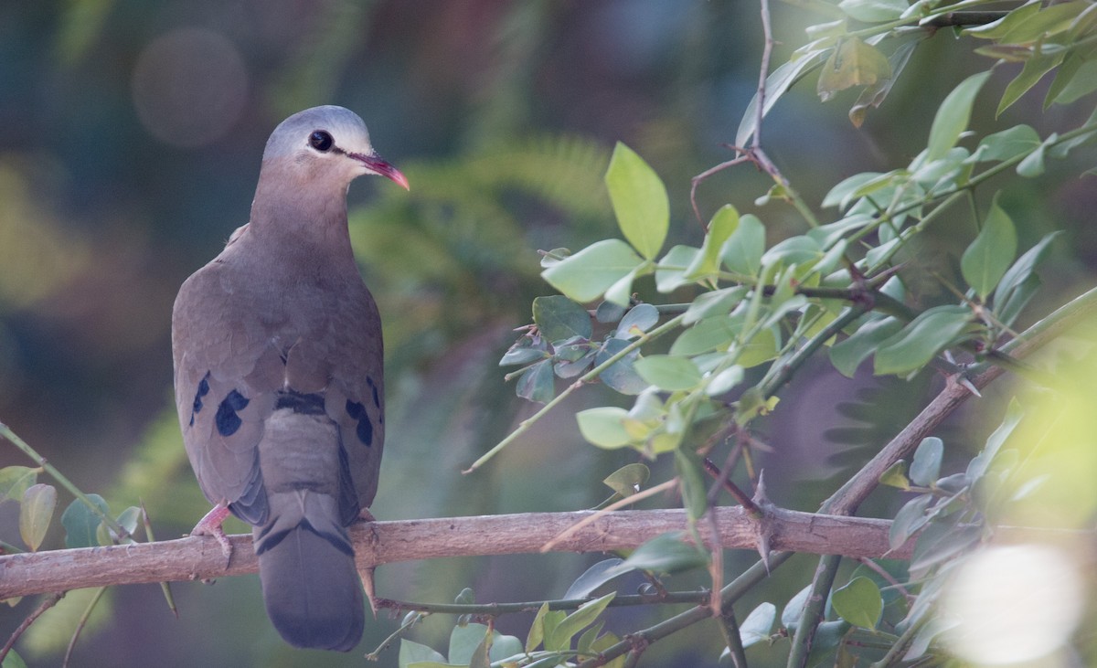 Blue-spotted Wood-Dove - Ian Davies