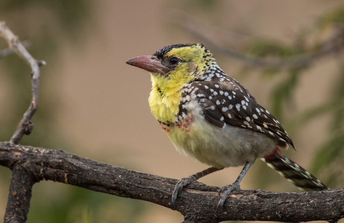 Yellow-breasted Barbet - ML33578611